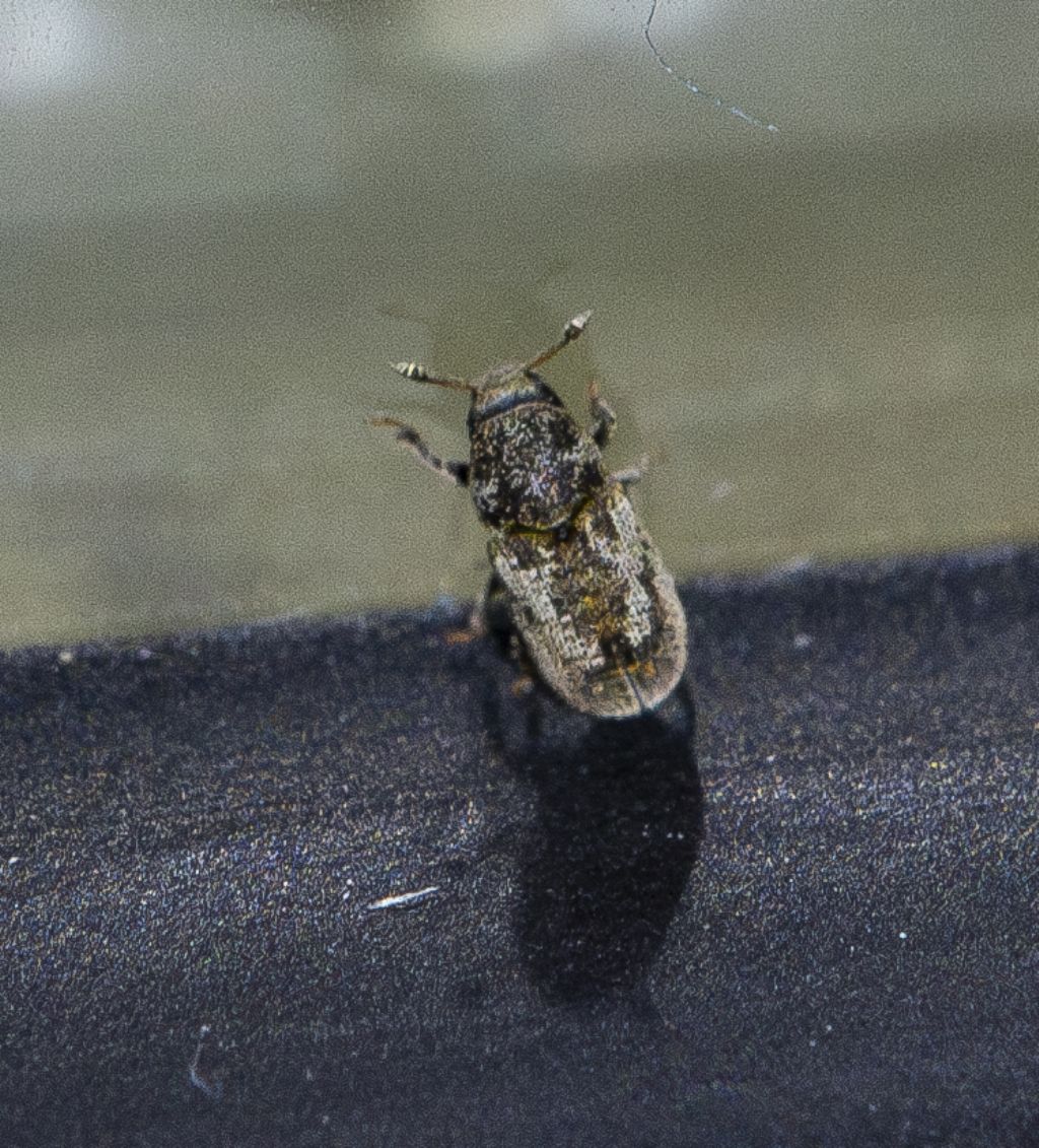 Scolytidae: Pteleobius vittatus